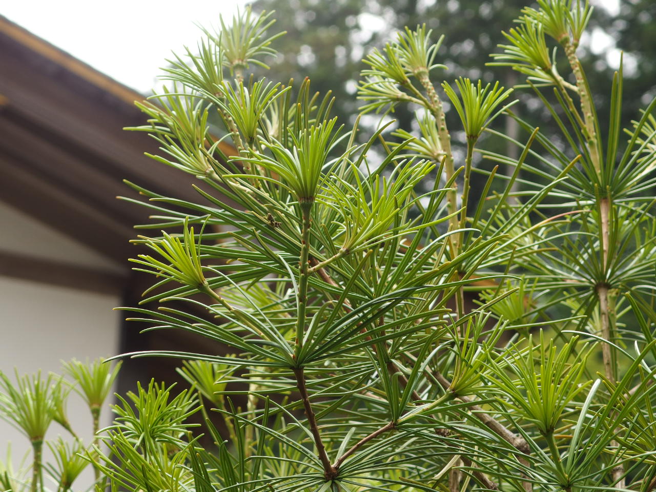 高野槇の新芽 | 高野山 別格本山 西南院（さいなんいん）