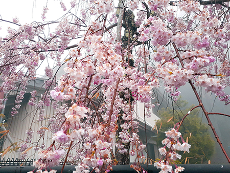 弁天公園の枝垂桜